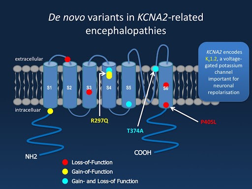 extracellular 
intracelluar 
NH2 
De novo variants in KCNA2-related 
encephalopathies 
R297Q 
T374A 
Gain-of-Funün 
Gain- and Loss-of n 
KCNA2 e e 
0.2, a voltage• 
gated potassium 
channel 
important for 
neuronal 